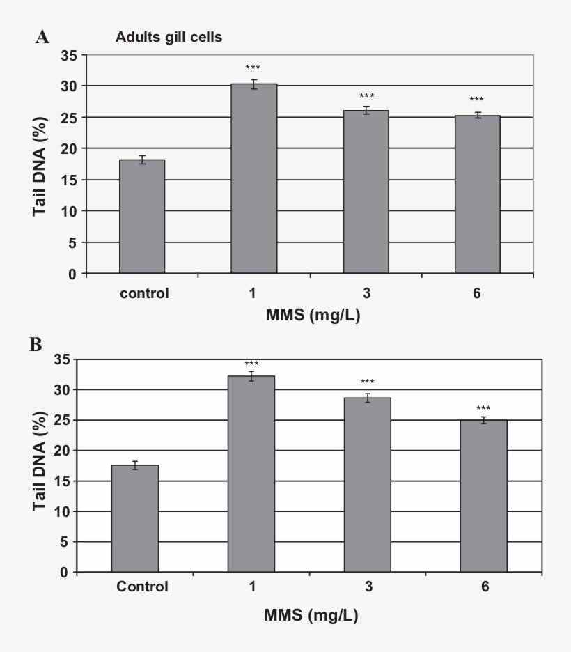 Dna Strand Breaks In Embryos And Adult Of P - Embryo, transparent png download