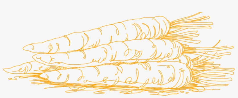 Carrots - Carrot, transparent png download