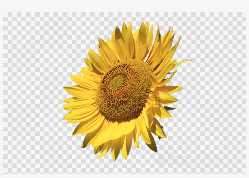 Sunflower Png Clipart Common Sunflower Clip Art - Sunflowers Calendar 2018: 16 Month Calendar, transparent png download