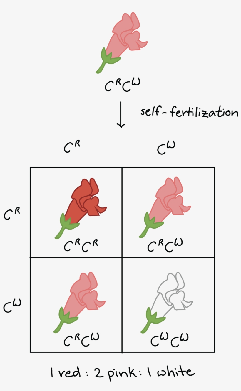 Self-fertilization Of Pink $c^rc^w$ Plants Produce - Incomplete Dominance, transparent png download