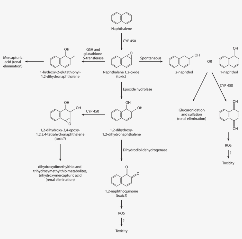 Image Not Available - Naphthalene To 2 Naphthol Metabolism, transparent png download