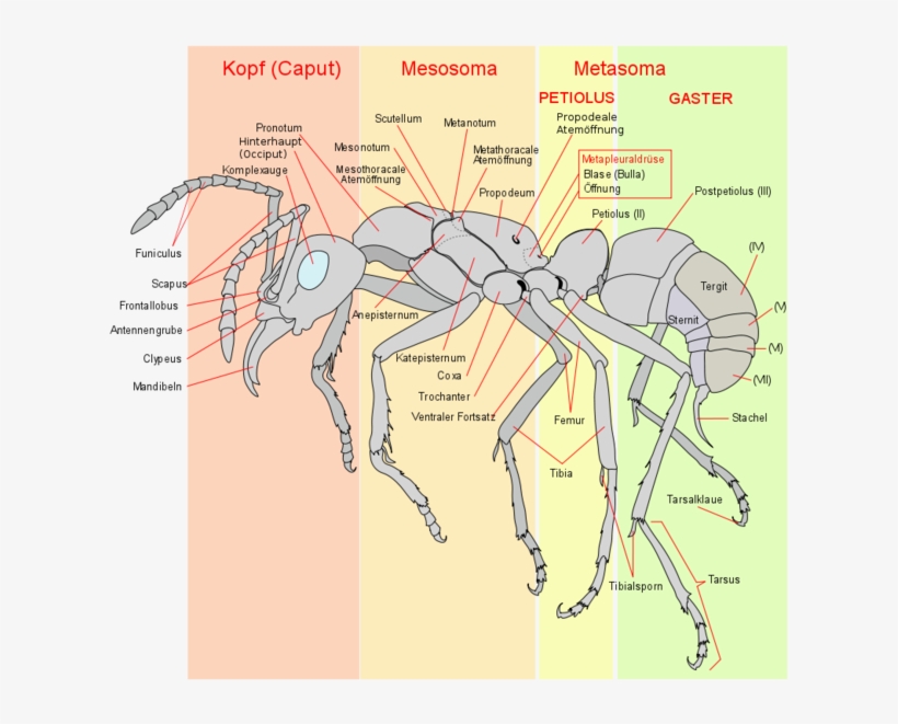 Ameise Schema - Ant Anatomy, transparent png download