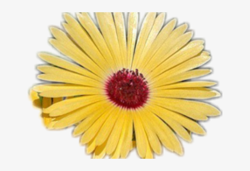 Yellow Flower Clipart Tumblr Transparent - Clip Art, transparent png download
