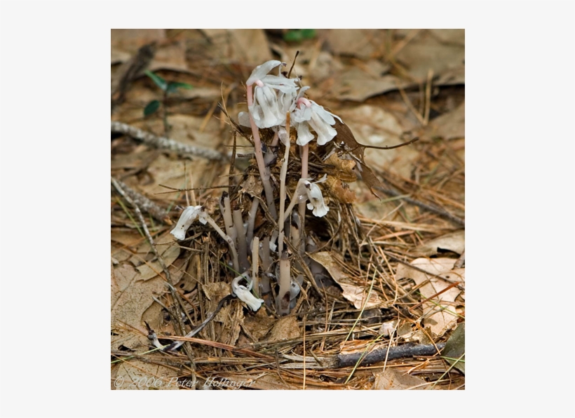 Agaric, transparent png download
