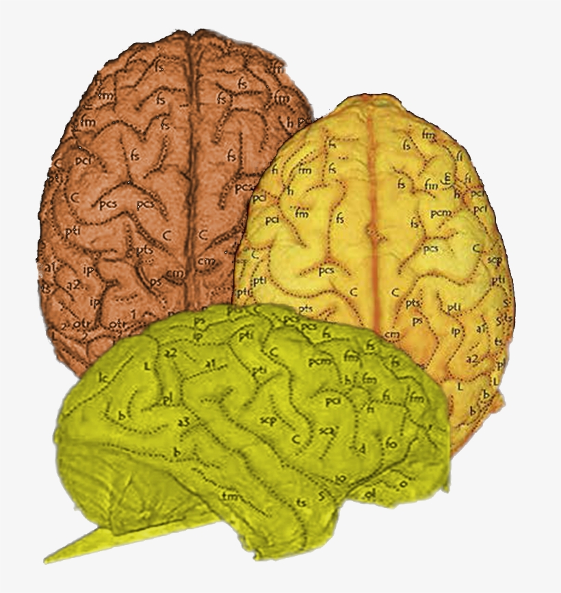 Fruit, transparent png download