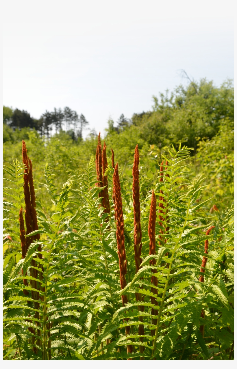 Full Size Is 1632 × 2464 Pixels - Fern, transparent png download