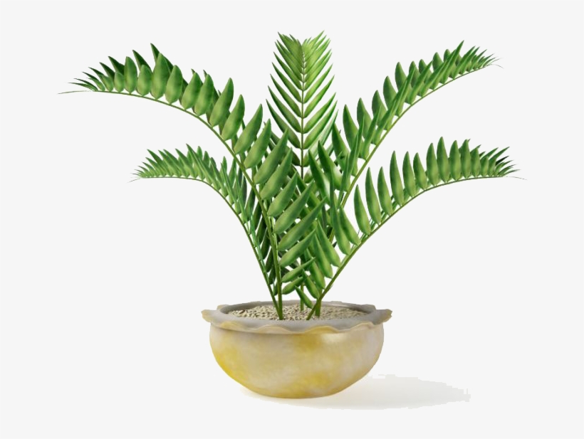 Fern Png, transparent png download