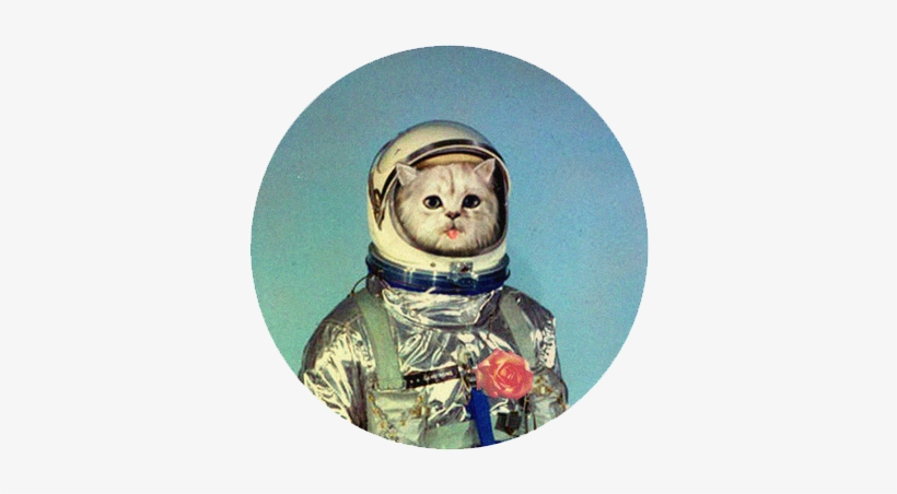 I'm Not Afraid Of You, Dickbutt - Space Cats, transparent png download