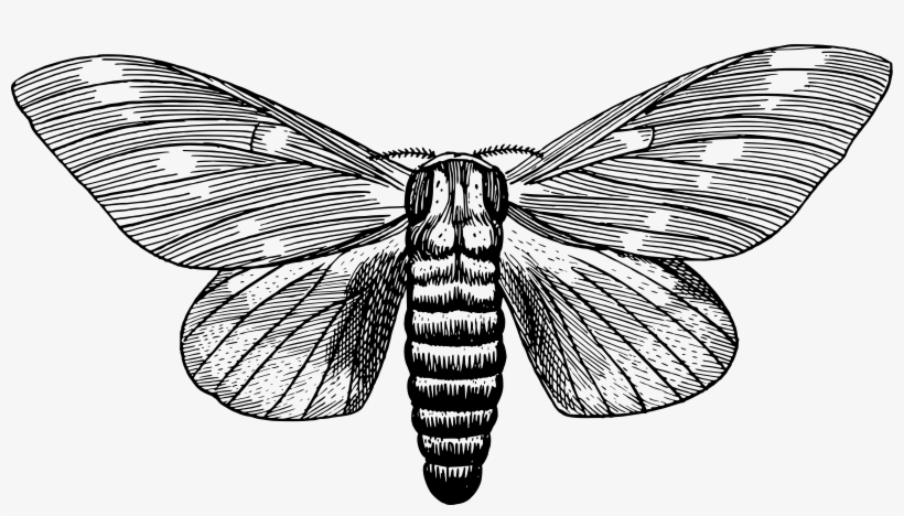 This Free Icons Png Design Of Regal Moth, transparent png download