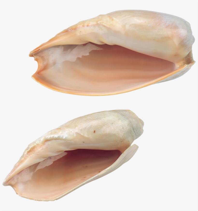 Seashell Png, Download Png Image With Transparent Background, - Seashell, transparent png download