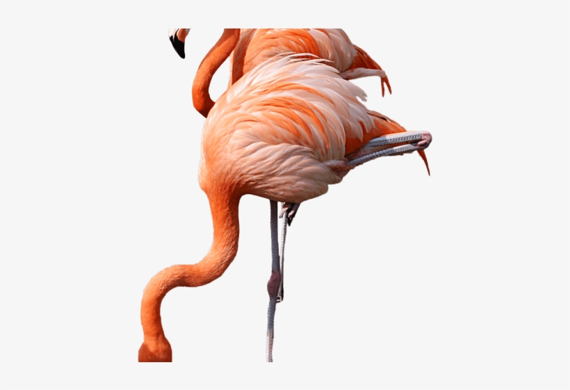 Flamingo Clipart Transparent Background, transparent png download