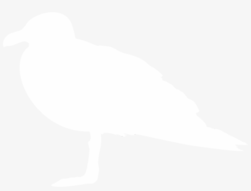 Looking For Information About The Courses That You - Gull, transparent png download