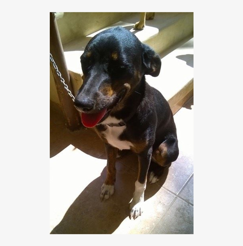 Companion Dog, transparent png download