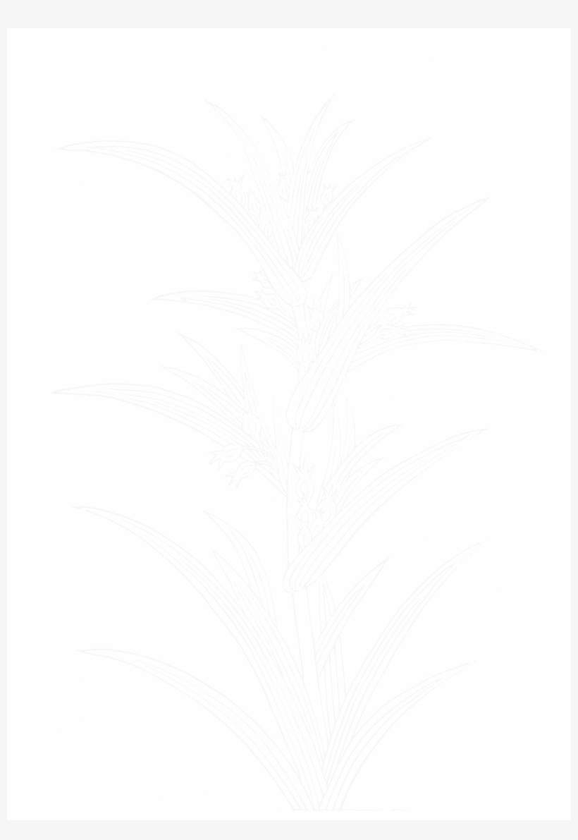 File - Imperial Encyclopaedia - Plant Kingdom - Pic047, transparent png download