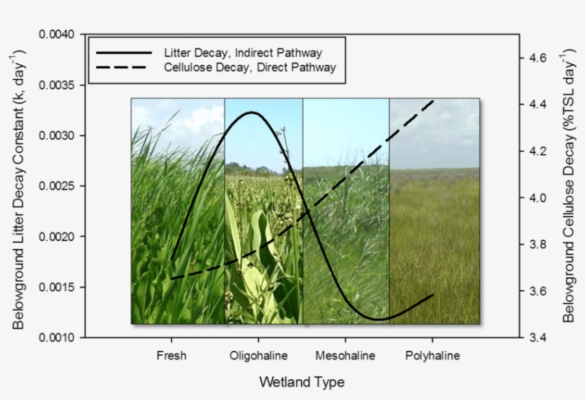 Indirect And Direct Impacts Of Sea-level Rise Had Opposing, transparent png download