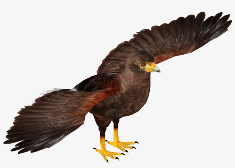 Zt2 Hawk, transparent png download
