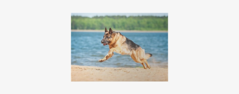 German Shepherd Puppy Running On The Beach Poster • - German Shepherd, transparent png download