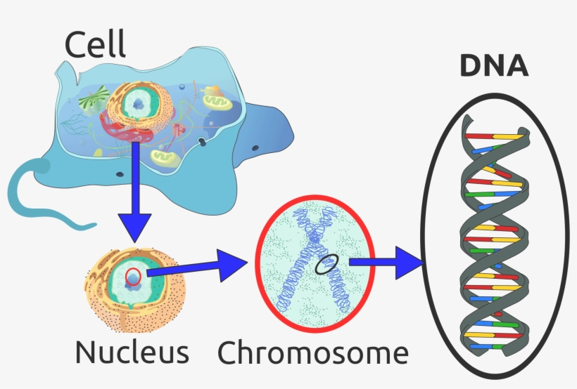 Deoxyribonucleic Acid, It's Fantastic A Presidents - Dna Important To A Cell, transparent png download