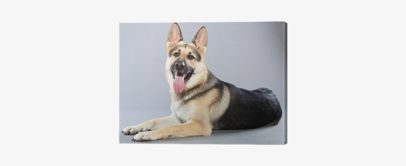 Beautiful German Shepherd Dog Isolated On Grey Background - Alsatian Dog, transparent png download
