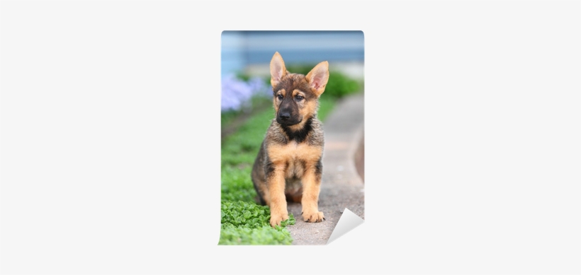 A German Shepherd Puppy Sits Alert In A Garden Wall - German Shepherd, transparent png download