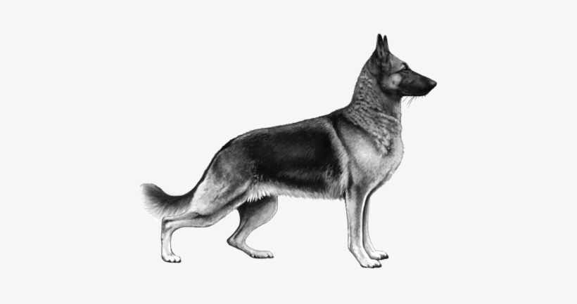 German Shepherd Dog - Old German Shepherd Dog, transparent png download