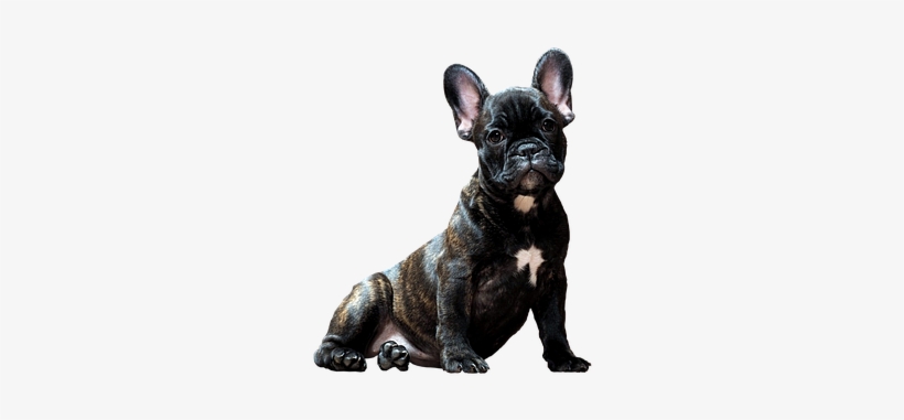 Dog, transparent png download