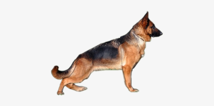 Old German Shepherd Dog, transparent png download