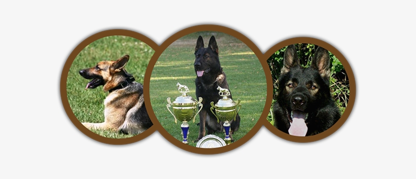 German Shepherd, transparent png download