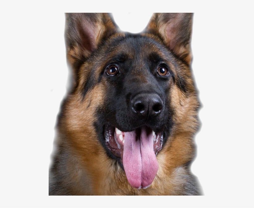 German Shepherd Dog Training Australia - Police Dog, transparent png download