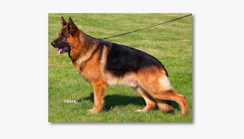 Ikon Pd Test Certificate 10557756 930176047008760 2410181712194727281 - German Shepherd, transparent png download