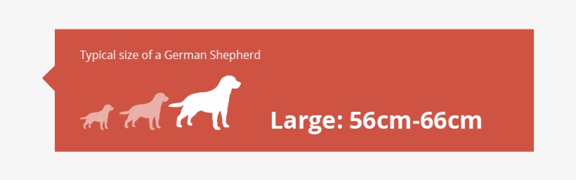 Treat Your German Shepherd With Kindness And Consideration - Companion Dog, transparent png download