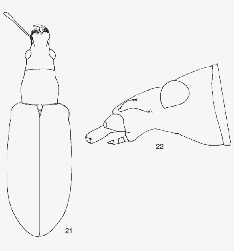 Polydrusus Lopatini Sp - Sketch, transparent png download