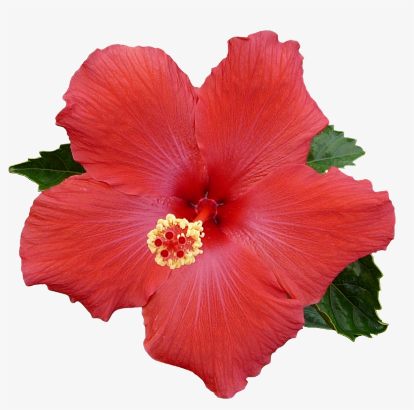 Hibiscus Transparent For Free Download On Mbtskoudsalg, transparent png download