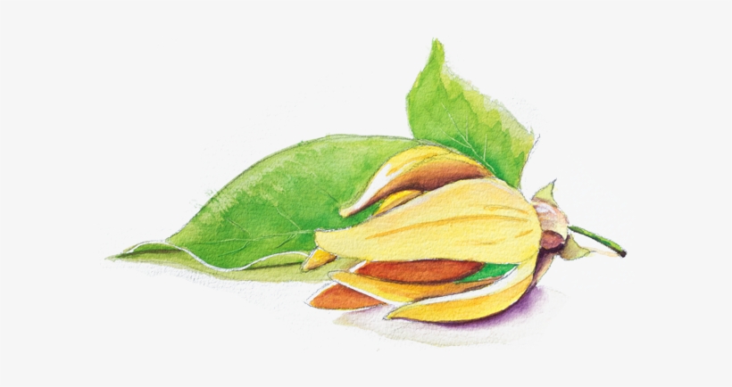 Ylang Ylang - Peanut Butter Fruit, transparent png download
