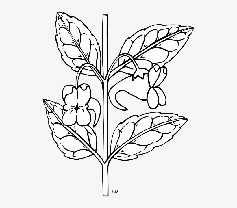 Outline, Plants, Flower, Flowers, Outlines, Impatiens - Outline Of A Stem, transparent png download