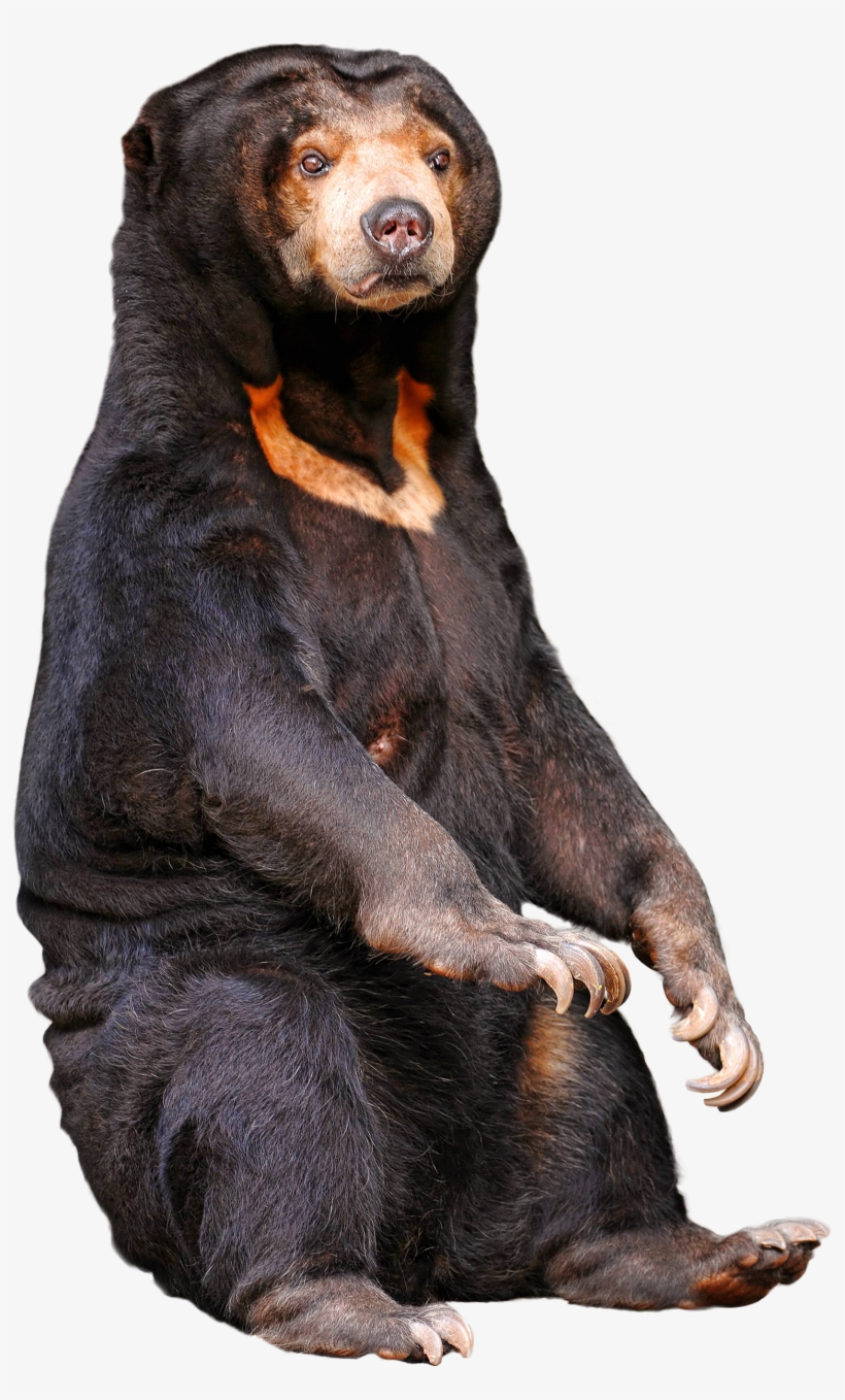 A Sitting Sun Bear [1529 X 2458] - Starving Bears In Zoo, transparent png download