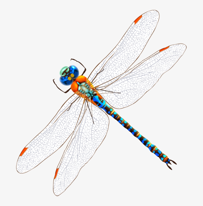 Dragonfly T-shirt Video Art Insect - Body Art Temporary Removable Tattoo Stickers Colour, transparent png download