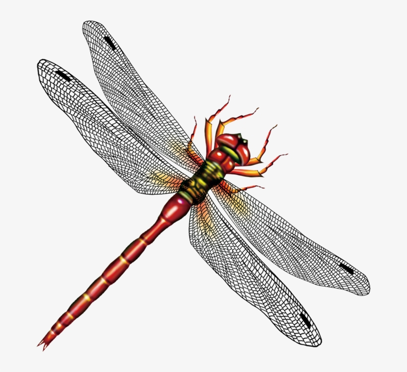 Image Library Stock Insect Computer Transprent Png - Insect Pendant - Dragonfly Pendant - Insect Glass Pendant, transparent png download