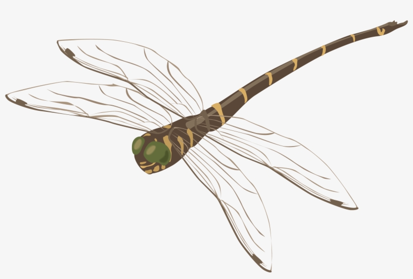 Clipart Resolution 2582*1628 - Libelulas Png, transparent png download