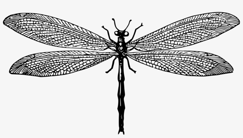 Net-winged Insects Dragonfly Antlion Drawing Computer - Net-winged Insects, transparent png download