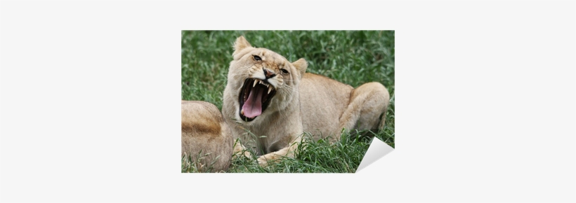 Angry Lioness With Open Mouth Baring Her Fangs Sticker - Angry Lioness, transparent png download