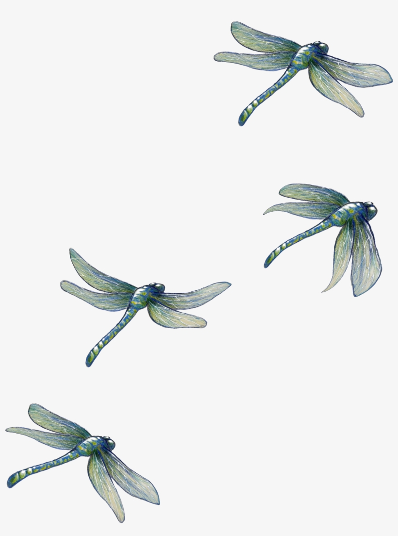 Dragonfly, transparent png download