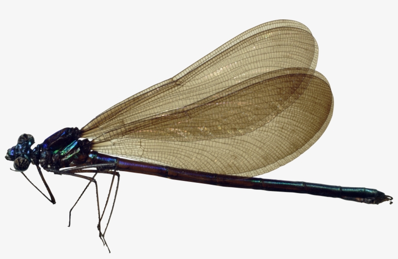 Dragonfly Png, transparent png download