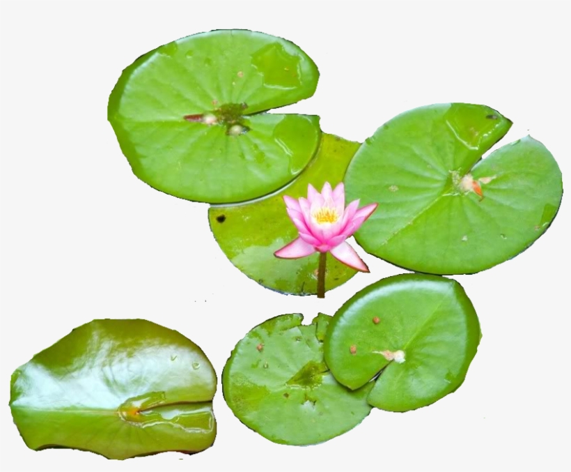 Free Png Water Lily Png Images Transparent - Water Lily Png, transparent png download