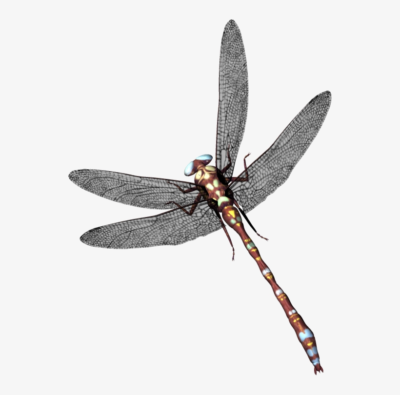 Dragonfly Png, transparent png download
