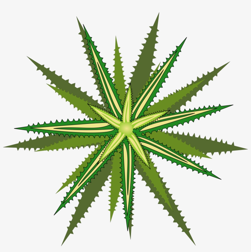 This Free Icons Png Design Of Bromelia-05, transparent png download