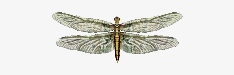 Live Food Dragonfly - Wiki, transparent png download