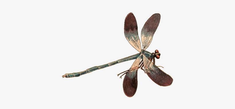 Single Dragonfly - Dragonfly Png, transparent png download
