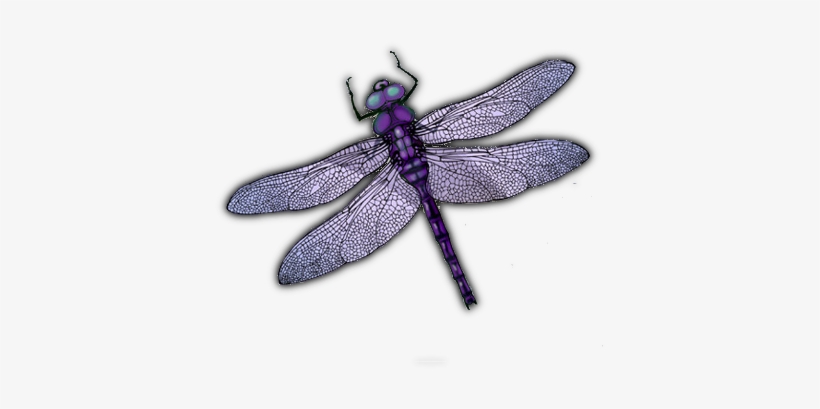 Dragonfly Wings Png Download - Portable Network Graphics, transparent png download
