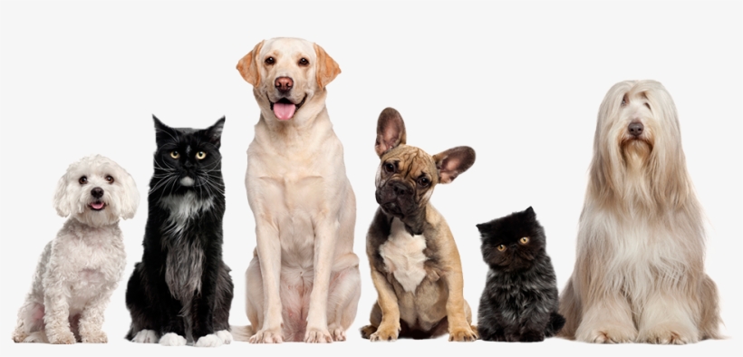 Labrador. Labrador Dog Complete Owners Manual. Labrador, transparent png download